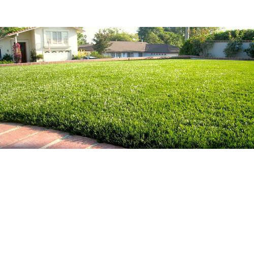 Artificial Grass shivohm interior atmosphere, Ahmedabad, Gujarat