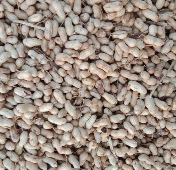 Shelled Groundnuts