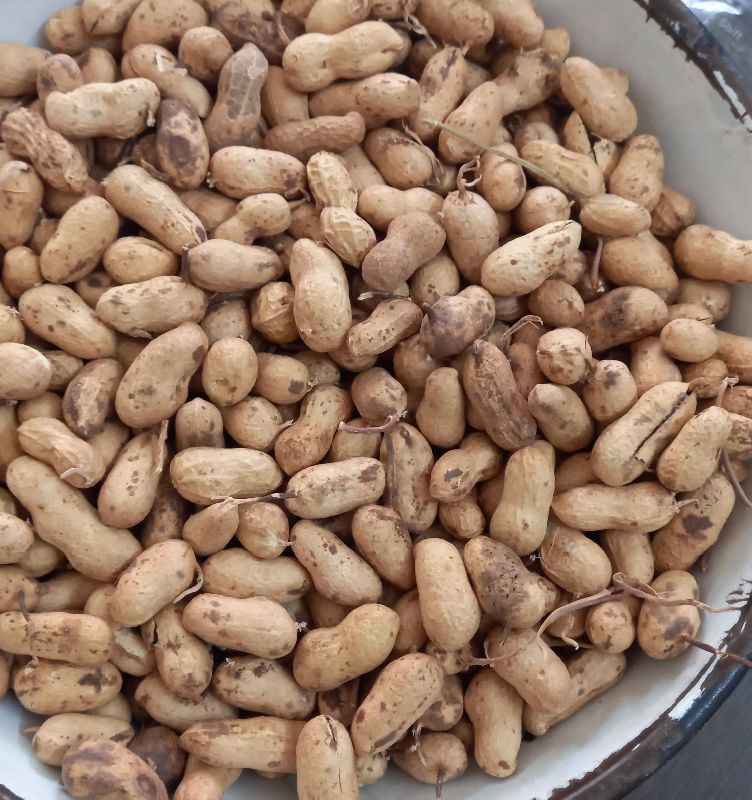 Shelled Groundnuts