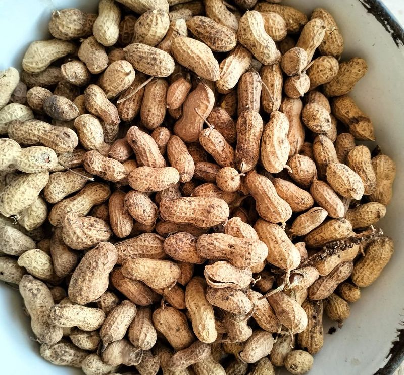 Organic Shelled Peanuts by Agro Seeds Industries from Junagadh Gujarat