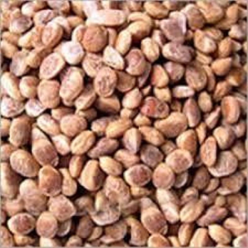 Charoli Seeds, Feature : Cost Effective, Gluten Free, Organic