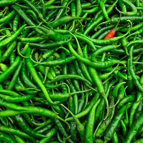 Organic Fresh Green Chilli, for Good Nutritions, Good Health