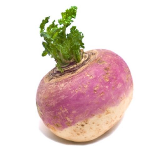 Fresh Turnip