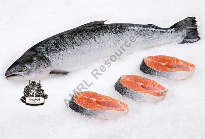 SALMON FISH