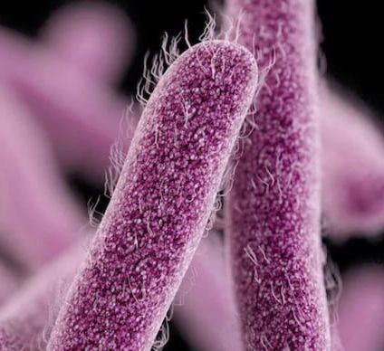 Ernakulam Bacteria, for Industrial, Color : Purple