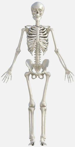Polished Fibre Human Skeleton Model, for Educational Use, Color : White