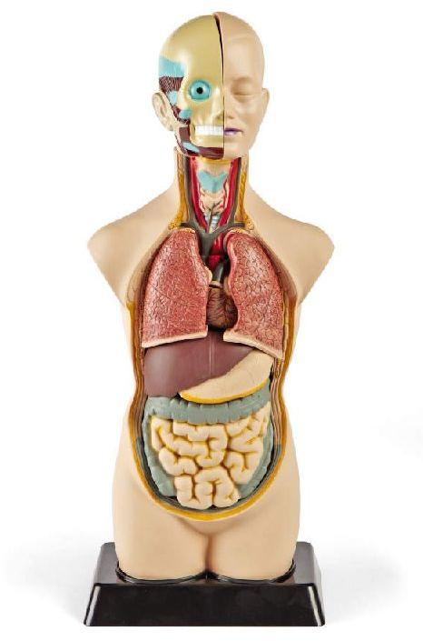 PVC Plastic Human Torso Model, for Medical College, Feature : Durable, Light-weight