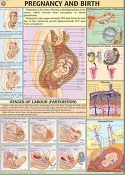 Medical Discrepancies Charts, Shape : Rectangle by M/S Biotech ...