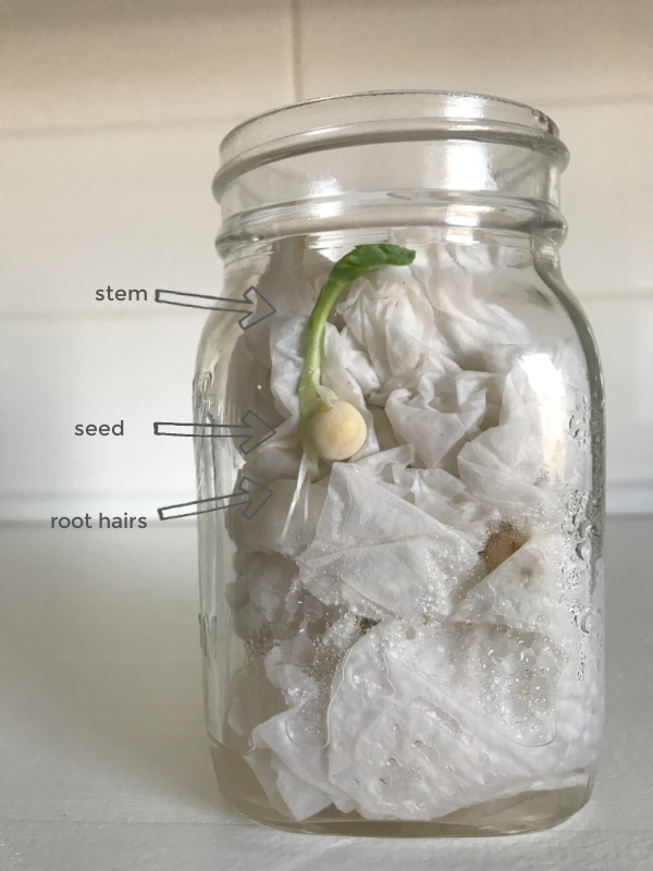 Glass Seed Germination Jar, for Laboratory, Feature : Crack Proof, Unique Design