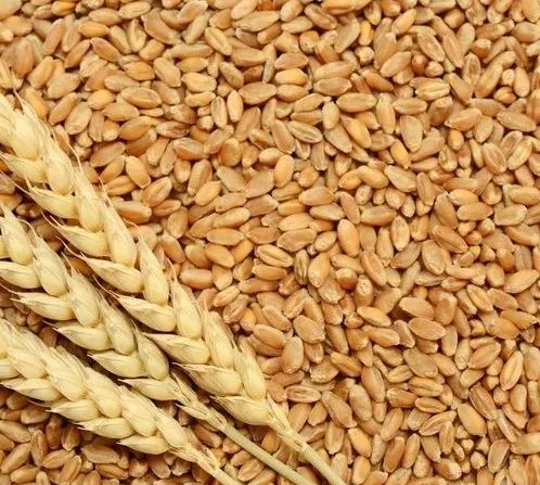 Organic Tukdi Wheat, for Making Bread, Cooking, Bakery Products, Form : Seeds