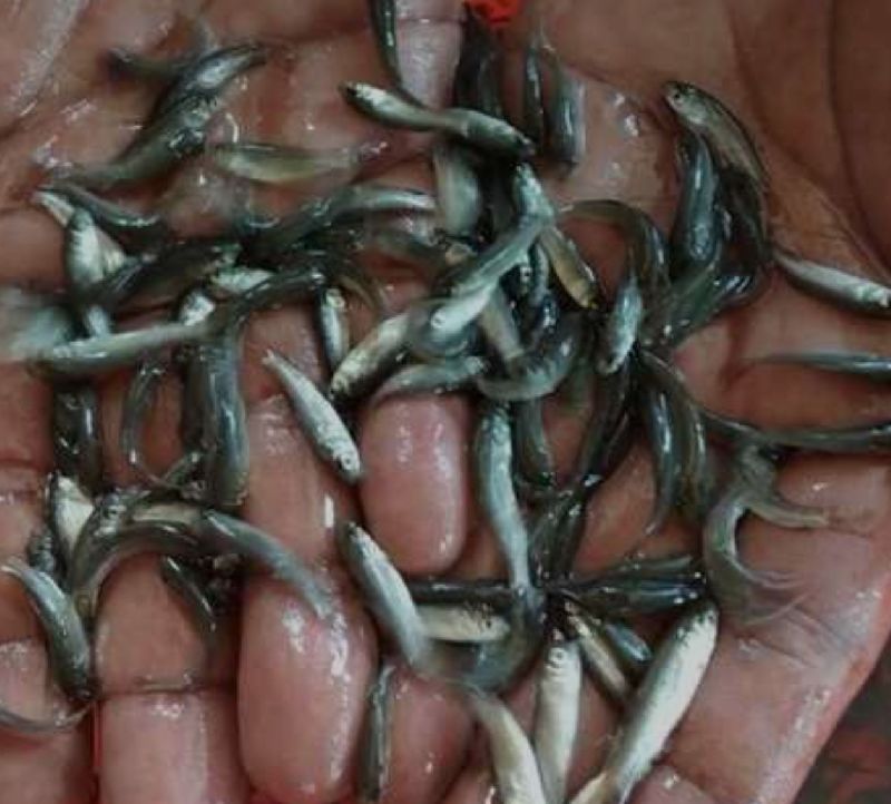 Plain Mirgal fish seeds, Color : Silver