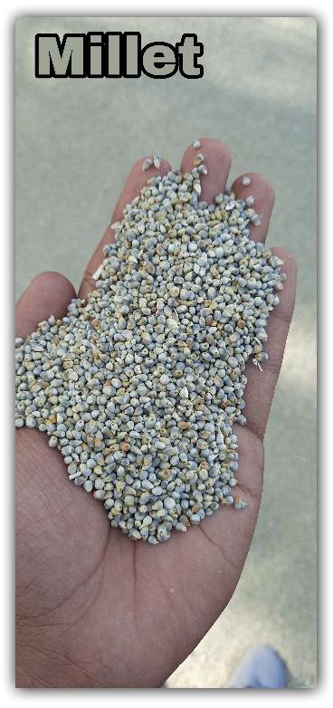 Common Natural millet seed, for Cattle Feed, Cooking, Style : Dried