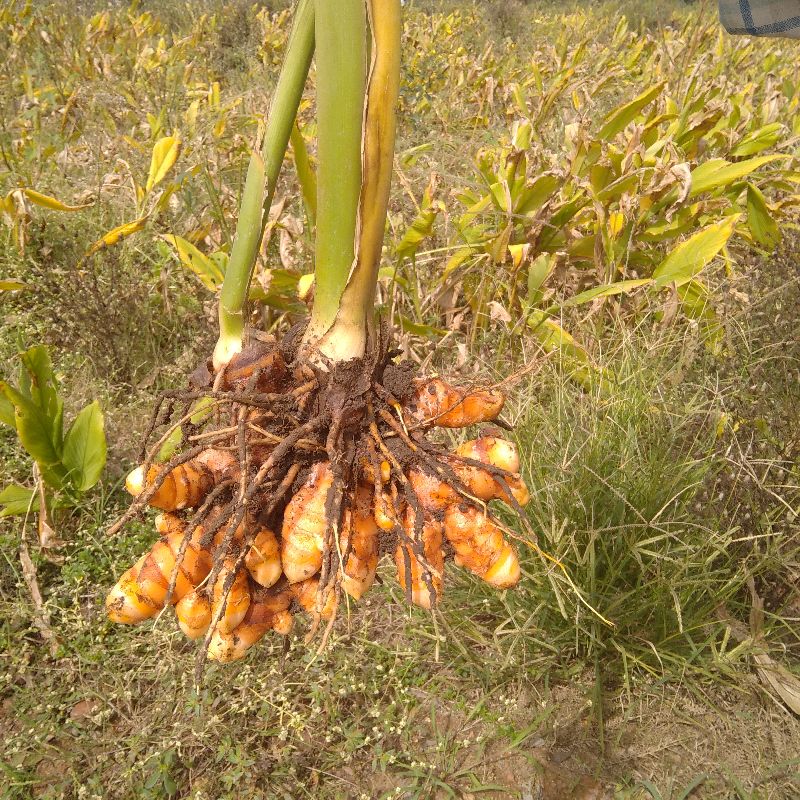 Organic Fresh Turmeric, for Medicinal, Food, Packaging Type : Nylon Sacks