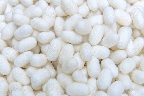 Silkworm Cocoons, for Textile Industries, Packaging Size : 50-100 Kg