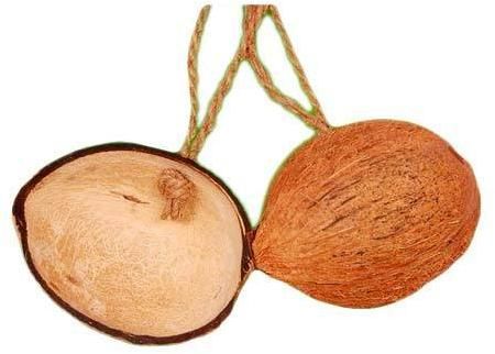 Half Cut Coconut Shell Bird Feeder