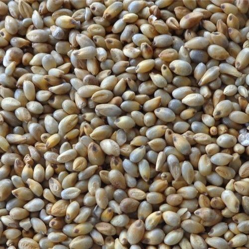 Fine Processed Organic Pearl Millet, for Cattle Feed, Cooking, Variety : Hulled, Hybrid
