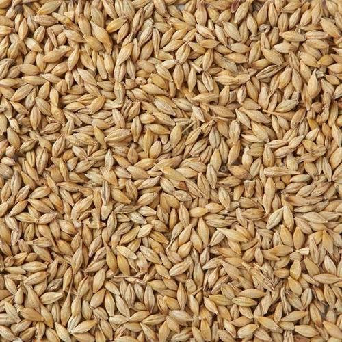 Barley Grain, Color : Brown