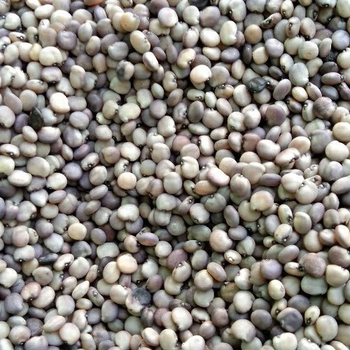 Natural Cluster Beans Seeds, for Seedlings, Packaging Type : Vaccum Pack