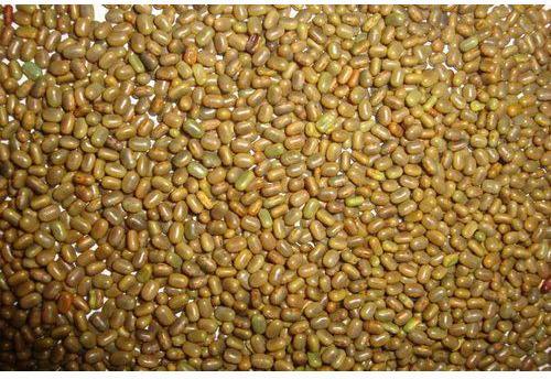 Dhaincha Grain, Shelf Life : 15 Month