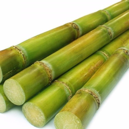 Natural Fresh Sugarcane, for Bagasse, Jaggery, Molasses