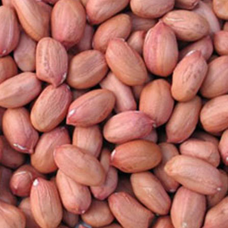 Natural Groundnut Seeds, for Agriculture, Feature : Hybrid