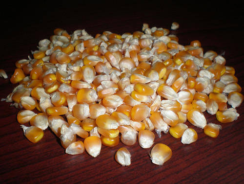 Oval yellow maize, for Animal Food, Cattle Feed, Human Food, Making Popcorn, Style : Dried