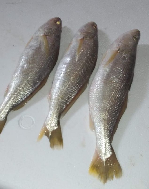 Croaker Fish, for Cooking, Style : Preserved