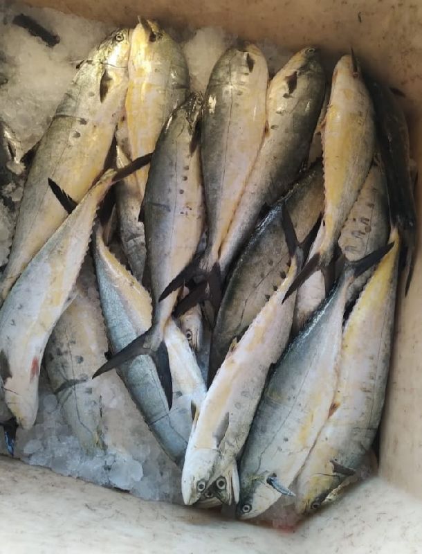 Yellow Trevally Fish, for Cooking, Style : Preserved