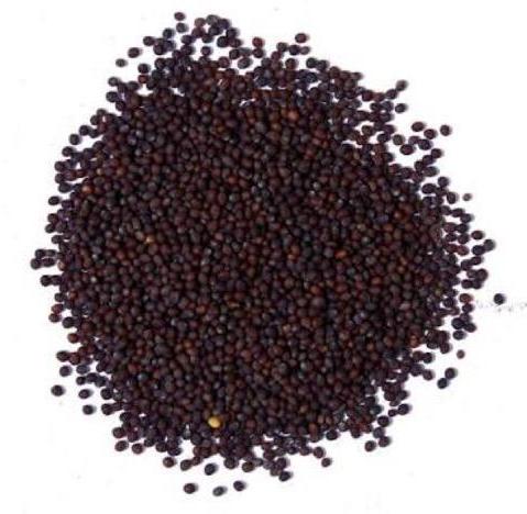 Raw Organic Mustard Seeds, for Cooking, Spices, Certification : FSSAI Certified