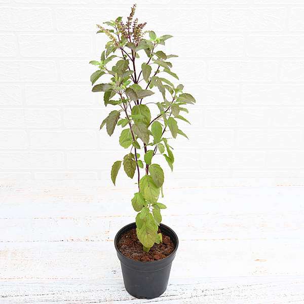 Holy Basil Plant, for Medicinal, Culinary, Packaging Type : Polybag
