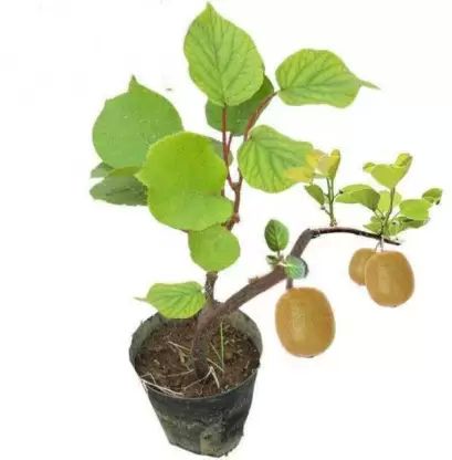 Kiwi Fruit Plant, for Outdoor, Packaging Type : Poly Bag
