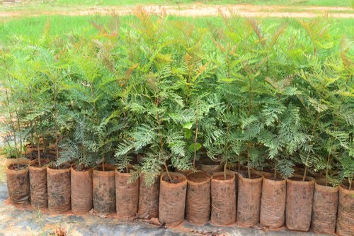 Organic Oak Plant, for Ayurvedic Medicine, Plantation, Packaging Type : Plastic Bag