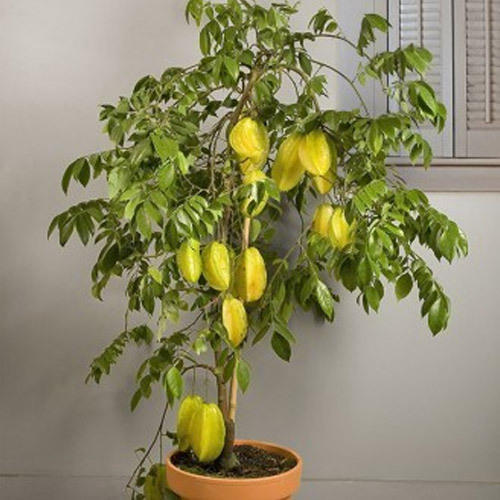 Star Fruit Plant, Packaging Type : Plastic Pouch