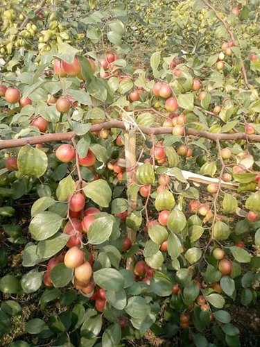 Red Apple Ber Plant, for Garden