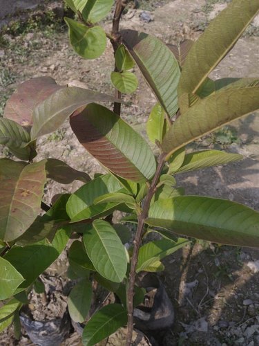 Thai Guava Plant