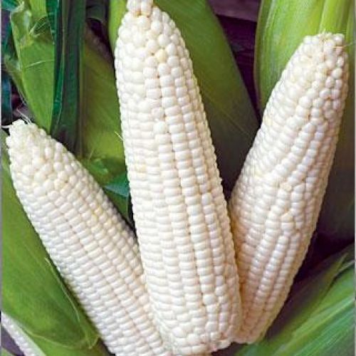 white maize