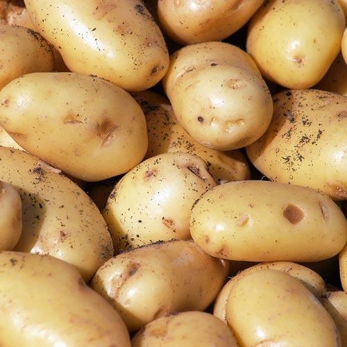 Organic Pukhraj Potato