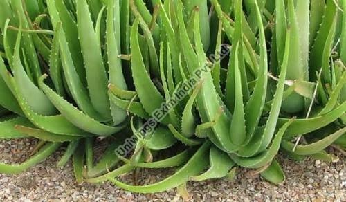 Aloe Vera Leaves