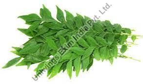 Organic curry leaves, for Food Medicine, Packaging Type : Plastic Packet