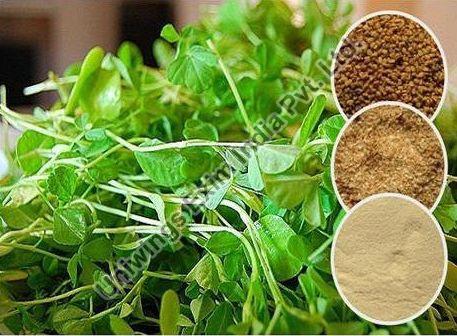 Organic Fenugreek Leaves, for Good Nutritions, Good Health, Color : Green
