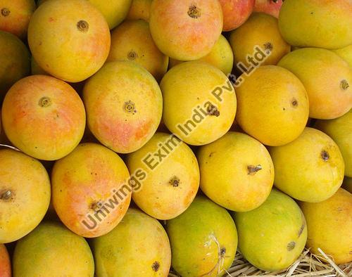 Organic Fresh Mango,fresh mango, for Direct Consumption, Juice Making, Variety : Alphonso