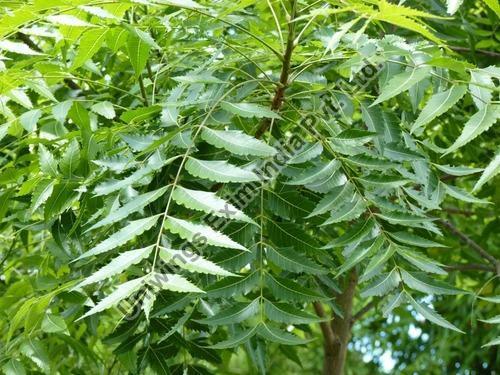 Neem Leaves, for Cosmetic, Medicine, Form : Leaf