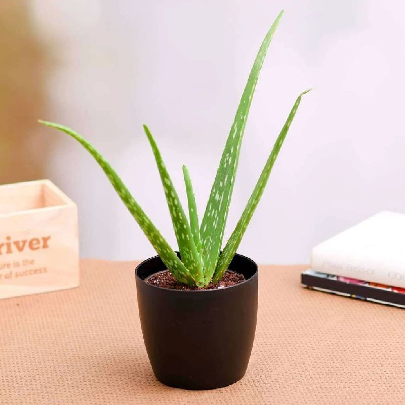 Generic Organic Aloe Vera Plant