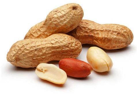 groundnut