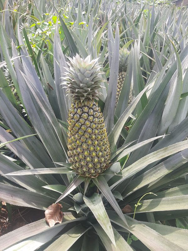 Mauritius Pineapple, Color : Green