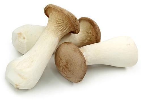 Organic King Oyster Mushroom, for Cooking, Color : Fresh, Light Brown