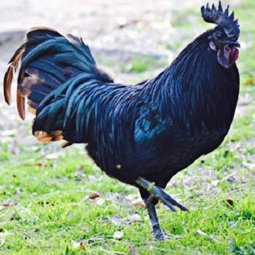 Black Kadaknath Cock, Features : High protein,  Disease-free