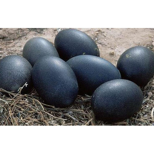 Black Kadaknath Poultry Eggs