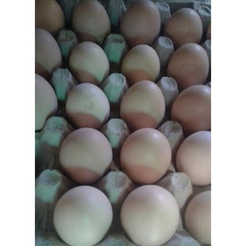 Kadaknath Chicken Eggs
