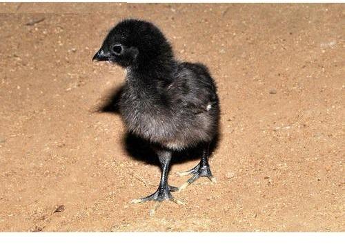 Kadaknath Newborn Chicks